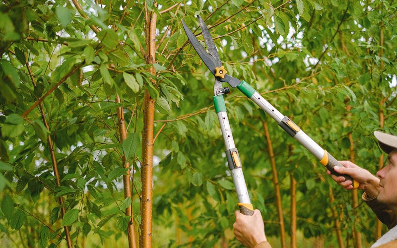 Tree trimming in Silver Gate, MT