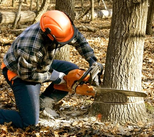 Tree Removal in Silver Gate, MT